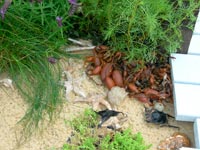 Sandringham Flower Show 15
